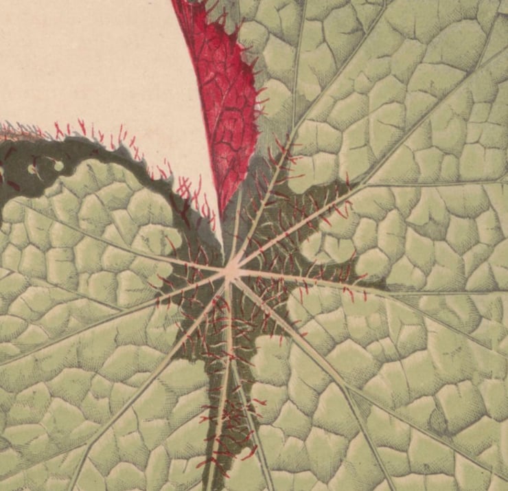Begonia Rex Poster